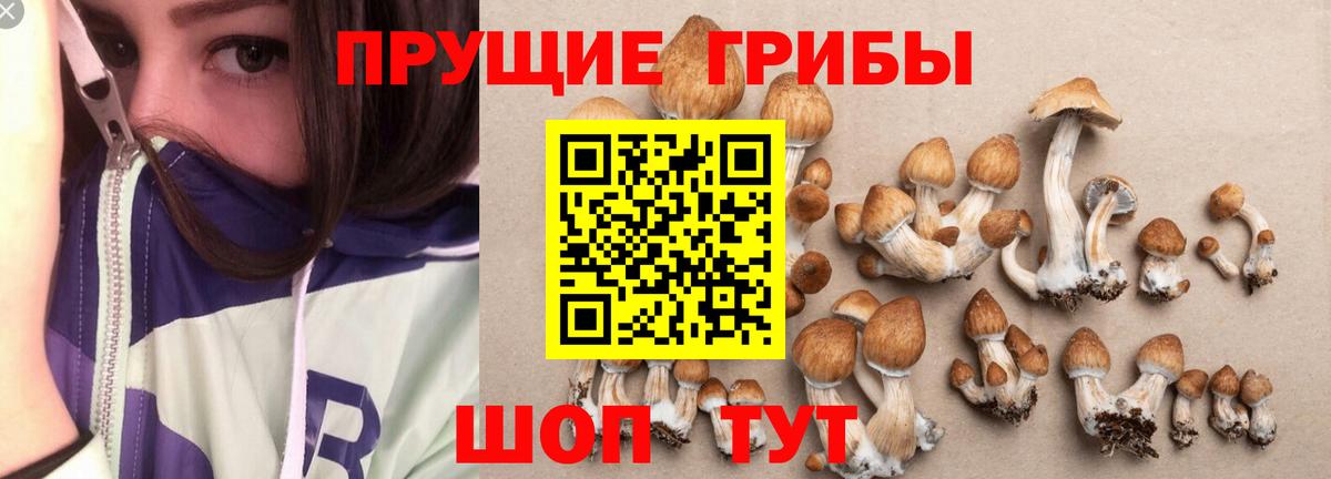 Псилоцибиновые грибы Psilocybine cubensis Майкоп